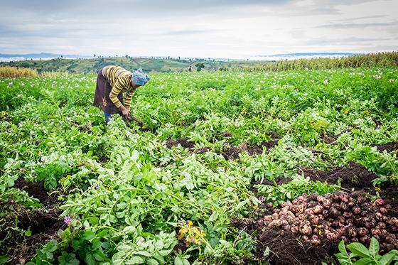 African worker tending crops in field